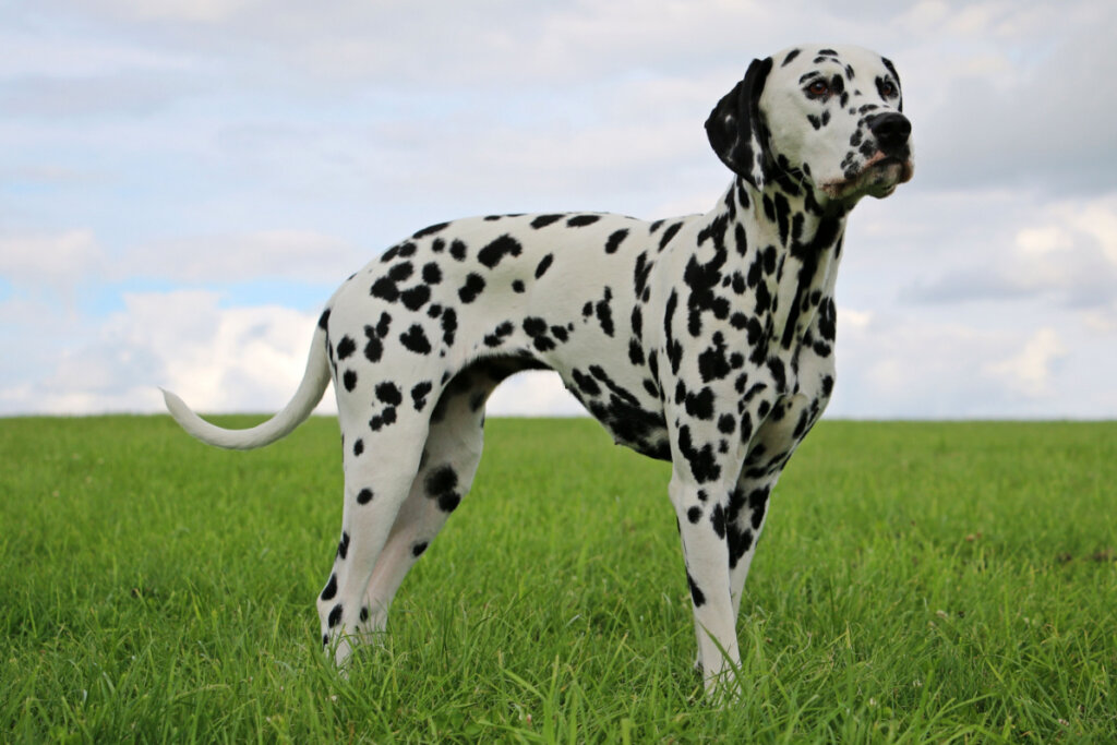 Dalmata em ambiente com gramado