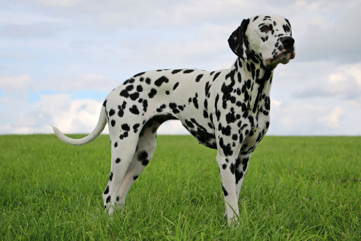 8 raças de cachorro que não precisam de tosa