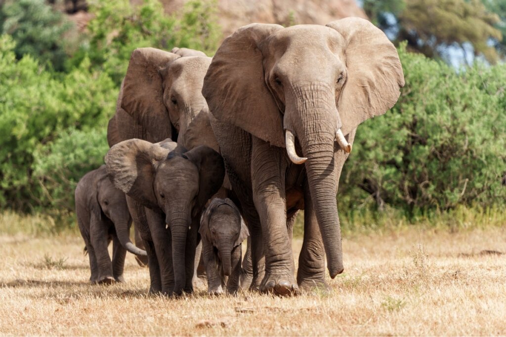 Elefante grande com filhotes andando em uma grama seca