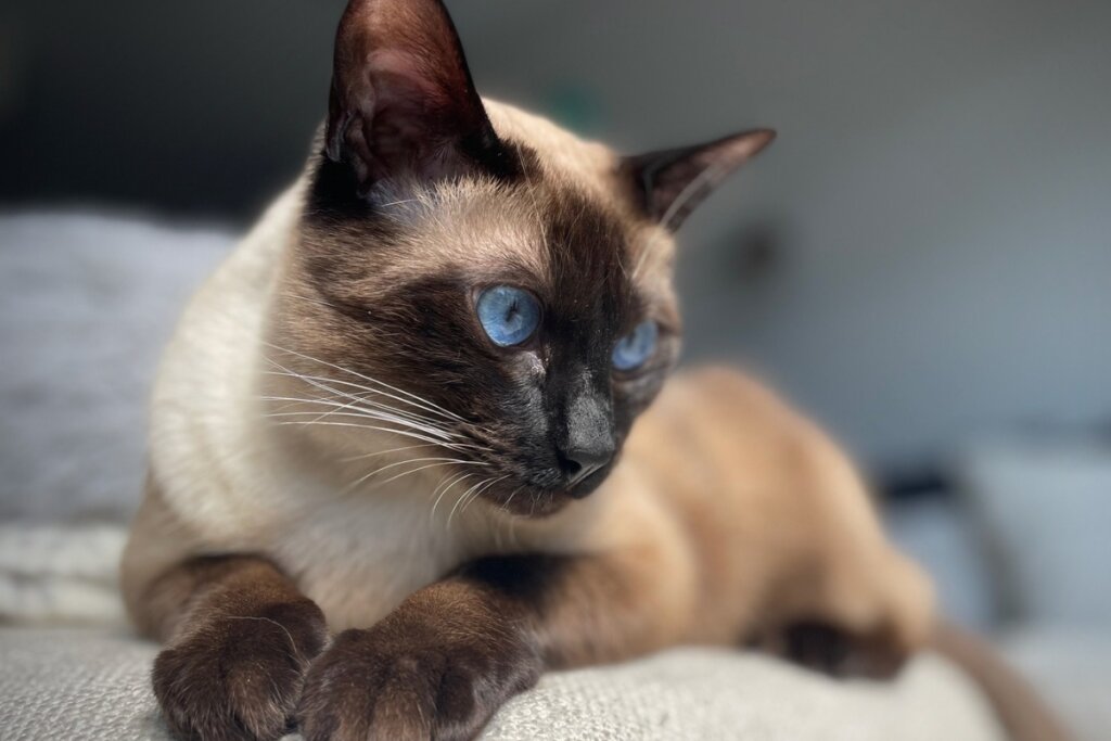 Gato balinês deitado e olhando para o lado