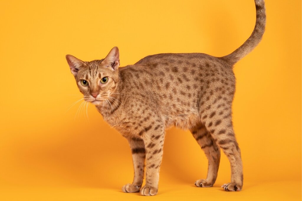 Gato da raça ocicat em pé em um fundo amarelo