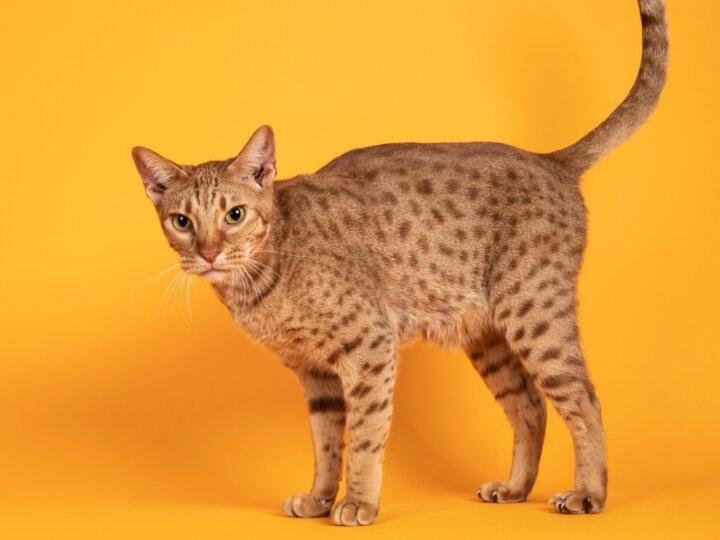 4 características do gato da raça ocicat