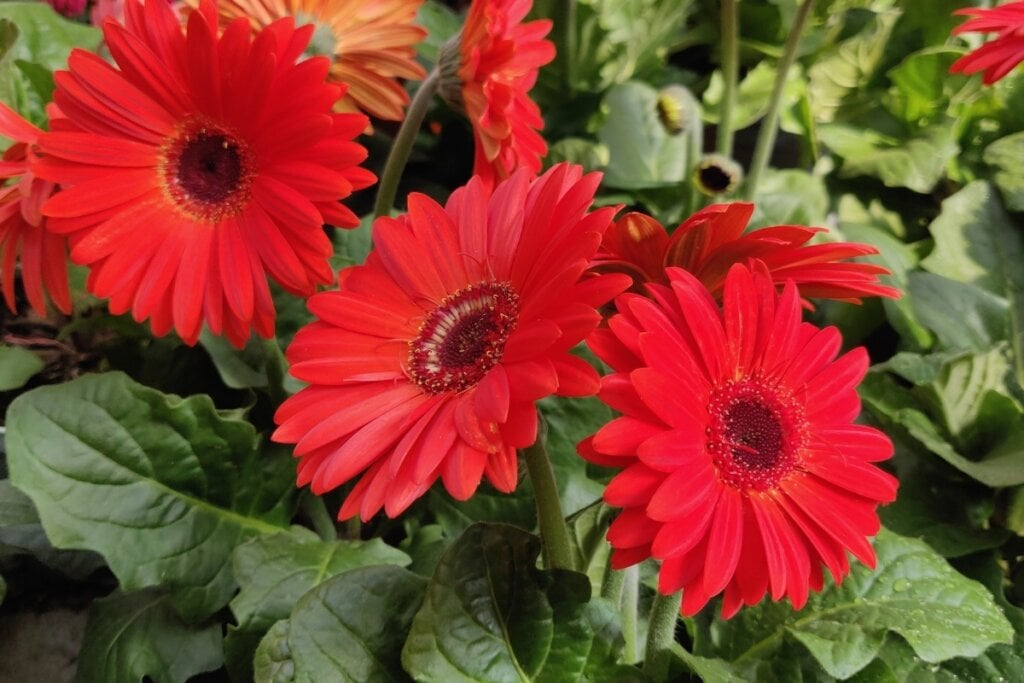 Flor vermelha do gerbera em um jardim 