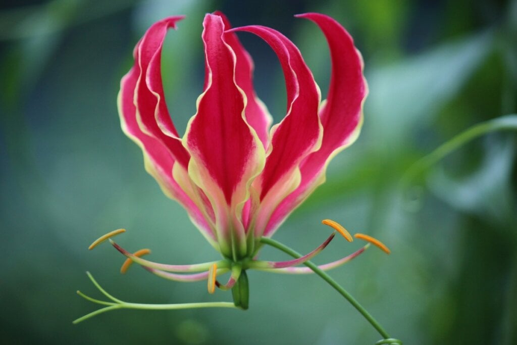 Flor gloriosa em um jardim 