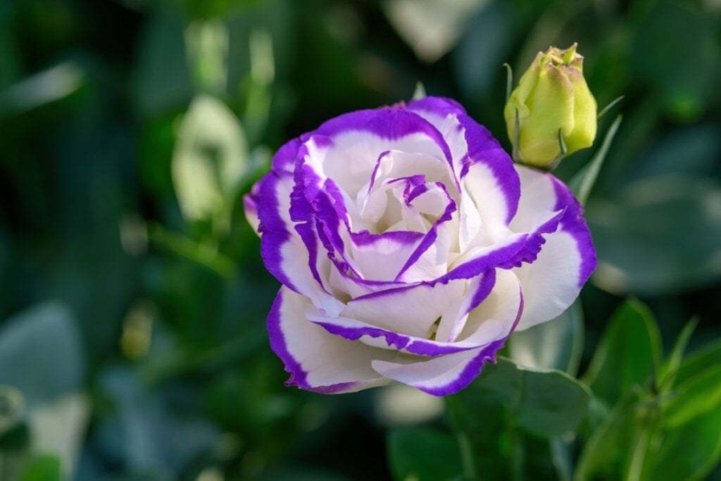 Flor de lisianthus branca e roxa em um jardim 