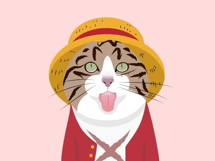 10 nomes para gatos inspirados em One Piece