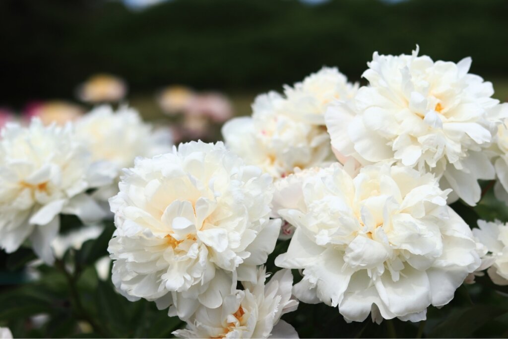 Flores peônia brancas em um jardim 