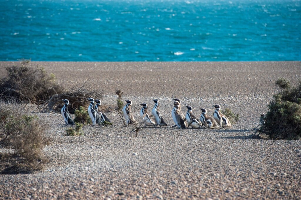 Pinguins andando na Pinguinera Punta Tombo, na Patagônia