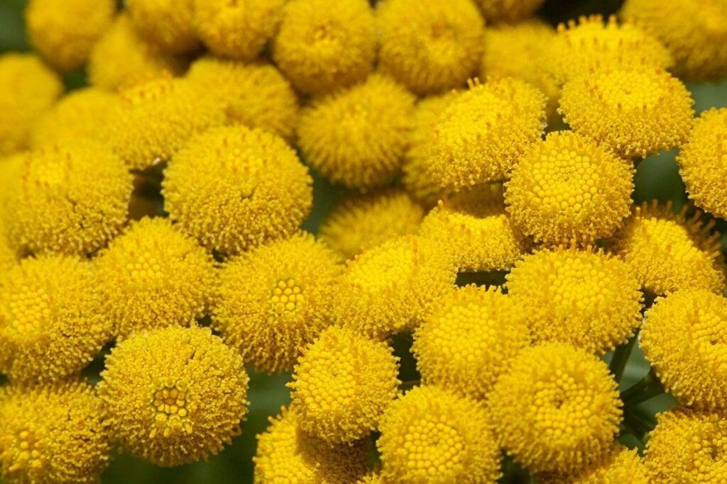 Flor amarela de Pinóquio 