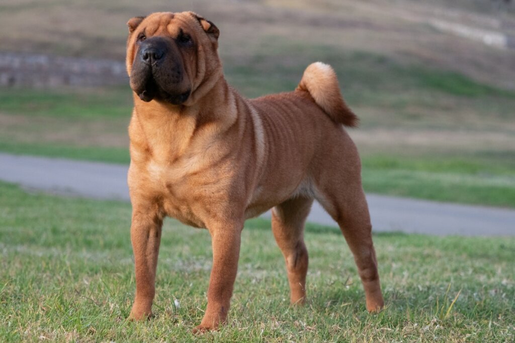 Cachorro da raça shar pei em pé na grama