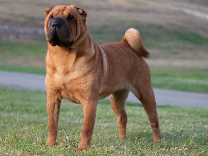 4 características do cachorro da raça shar pei