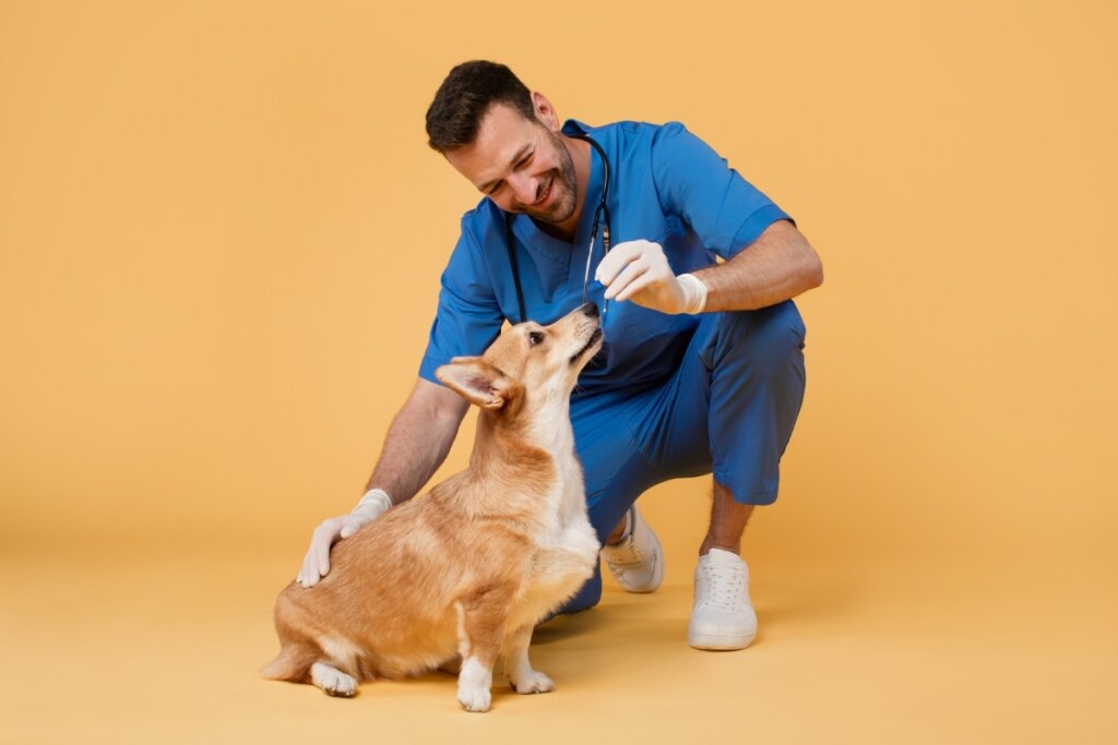 Veterinário brincando com um cachorro sentado