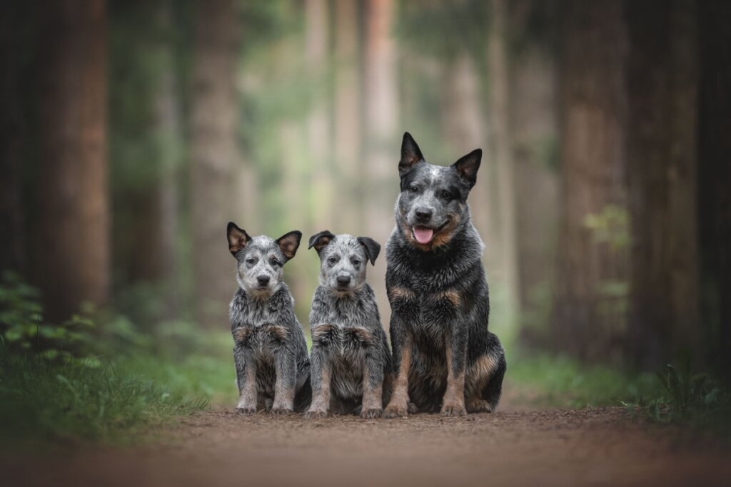 Cão adulto da raça boiadeiro australiano e seus filhotes