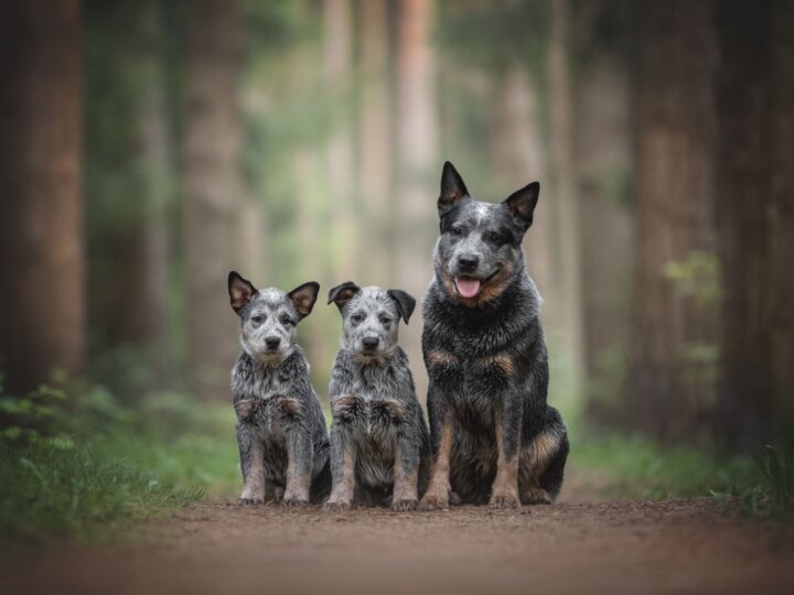 4 características do cachorro da raça boiadeiro australiano 