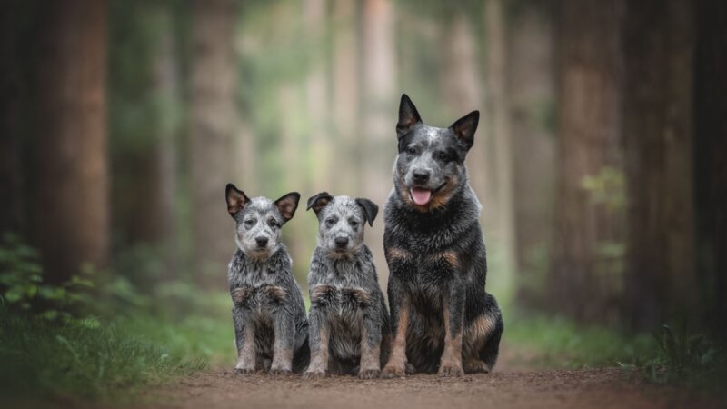 4 características do cachorro da raça boiadeiro australiano 