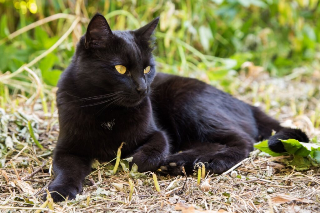 gato bombaim preto deitado em chã de terra com folhas