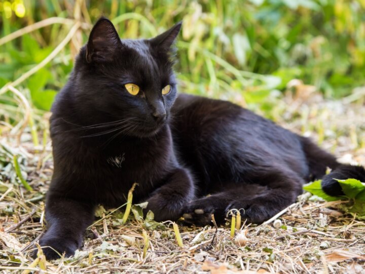 4 características do gato da raça bombaim 