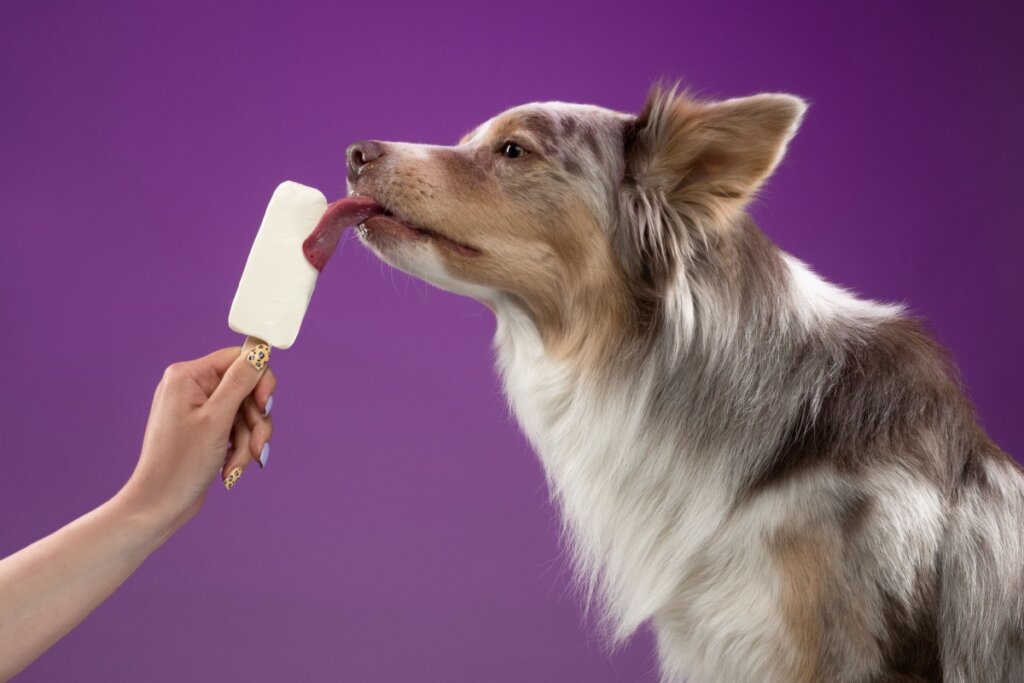 cachorro tomando sorvete em fundo roxo