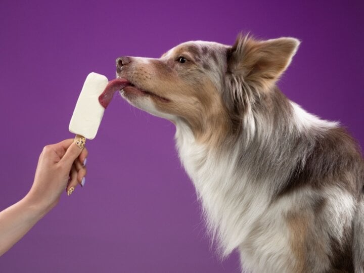 3 sorvetes caseiros para refrescar os animais no calor