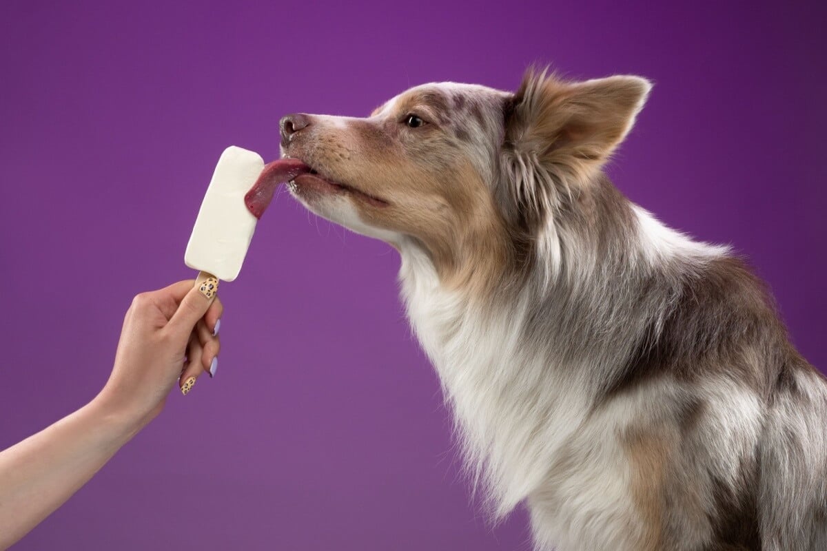 Oferecer sorvetes caseiros é uma forma saborosa de manter os pets frescos e hidratados (Imagem: Daria Bystritskaia | Shutterstock)