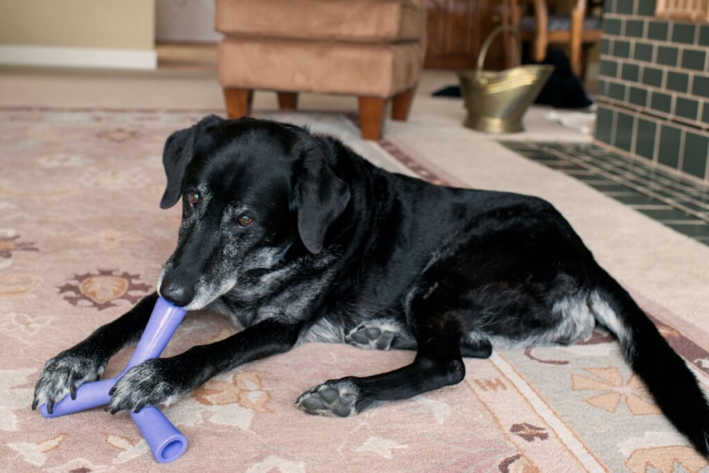 Cachorro brincando com brinquedo no tapete da sala de casa