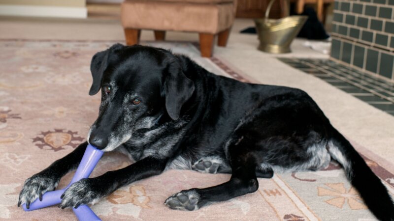 Veja brincadeiras e atividades para fazer com os pets idosos