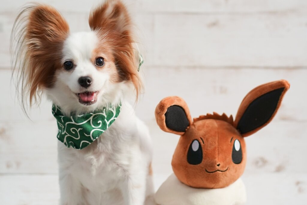 Cachorro da raça Pequeno Spaniel Continental ao lado de urso de pelúcia do Pokémon Eevee