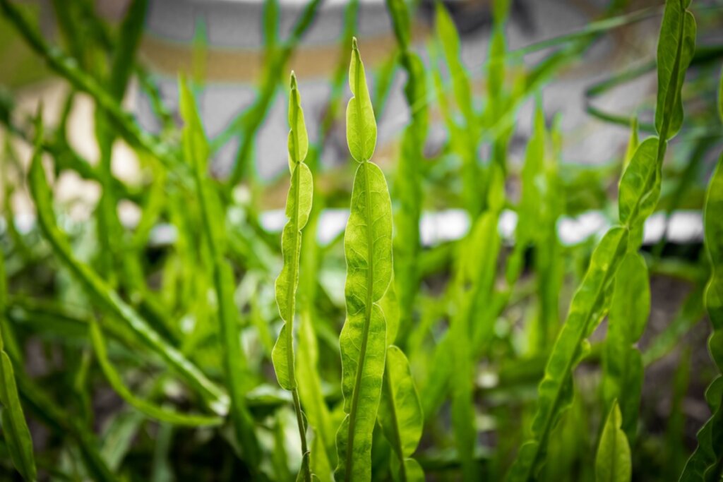 Folhas de carqueja no jardim