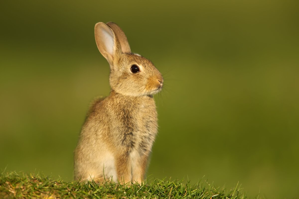 Com mais de 50 raças, os coelhos domésticos oferecem uma diversidade fascinante de tamanhos e características (Imagem: Giedriius | Shutterstock)