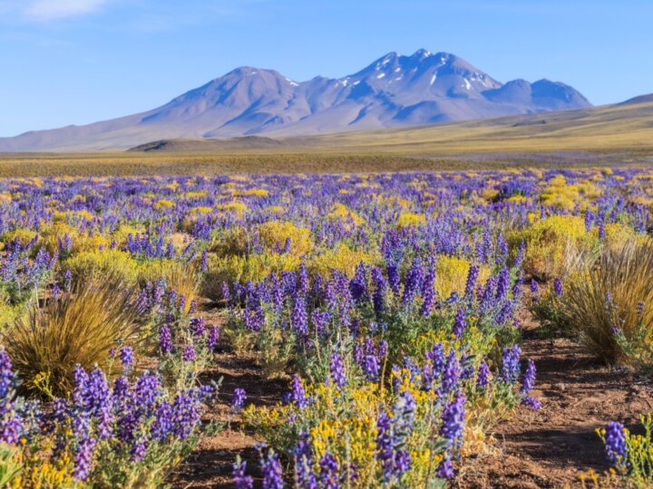 5 destinos pelo mundo para curtir a beleza da primavera