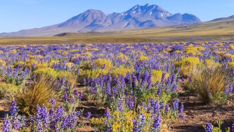 5 destinos pelo mundo para curtir a beleza da primavera