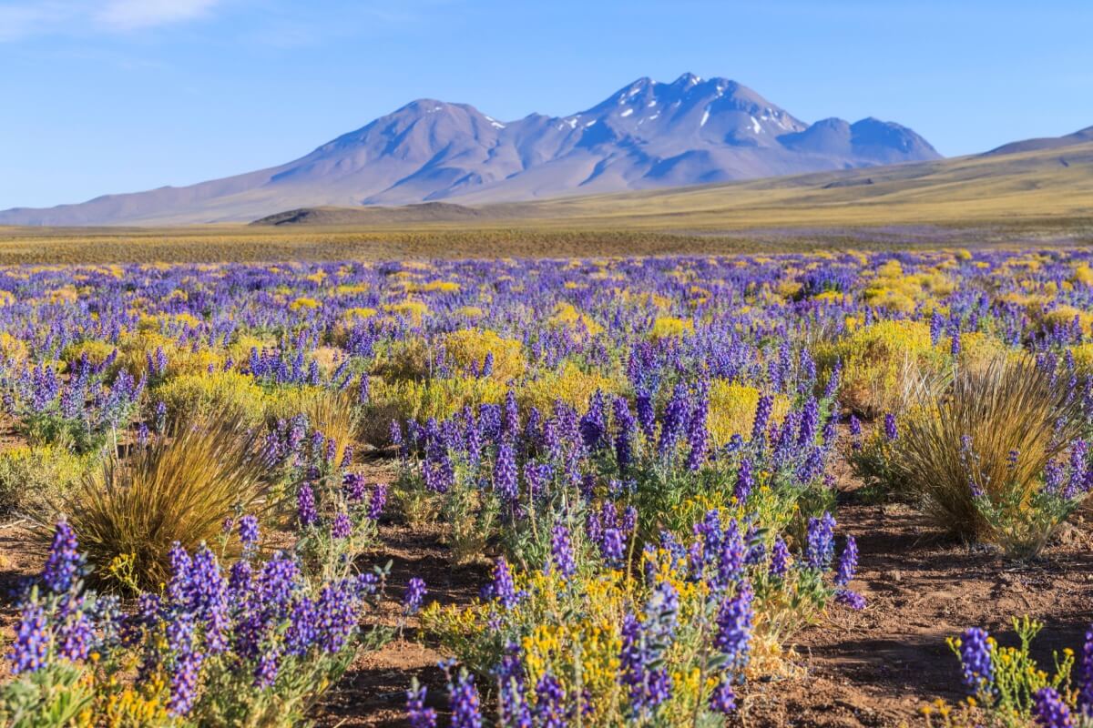 5 destinos pelo mundo para curtir a beleza da primavera