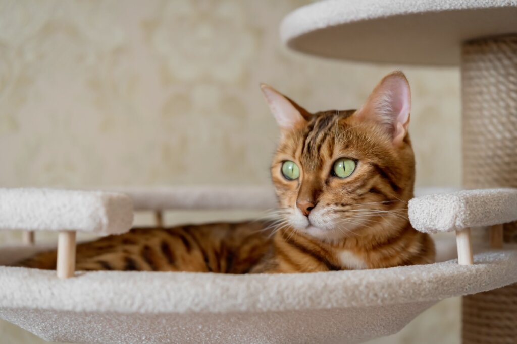 Gato da raça Bengal shorthair deitado em brinquedo