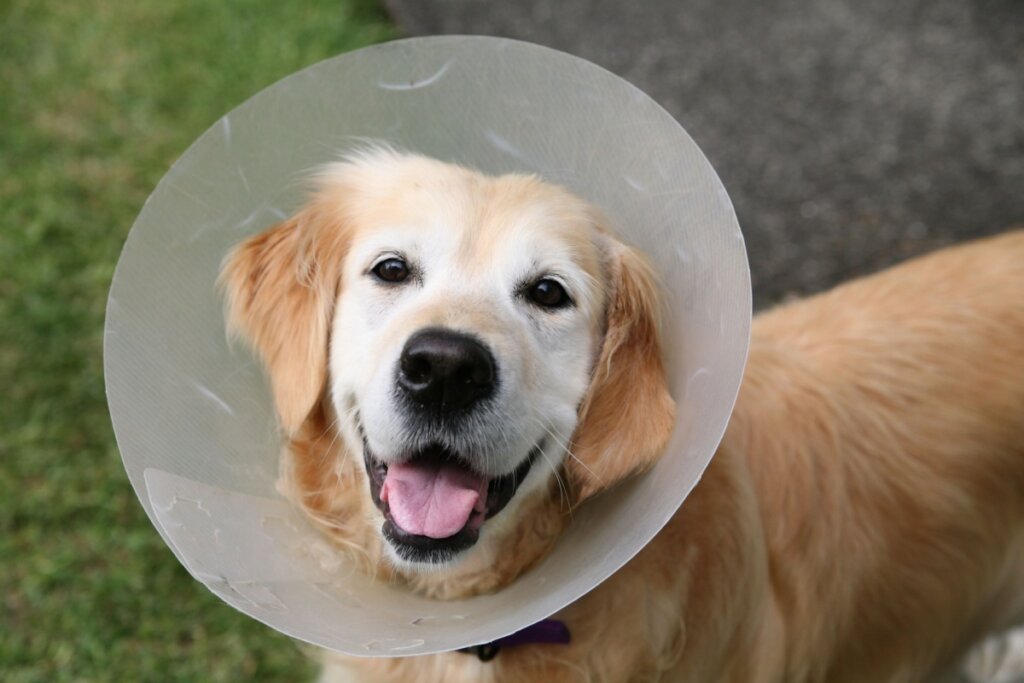 cachorro golden retriever com cone na cabeça