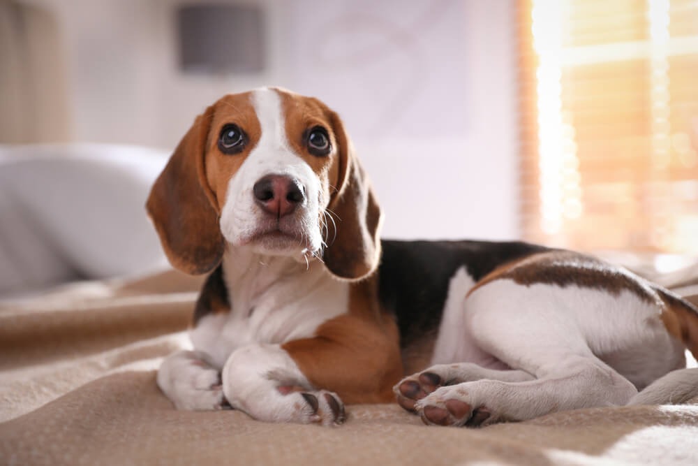 beagle deitado em pano olhando para cima