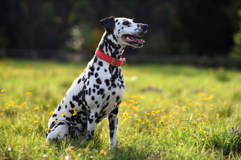 8 raças de cachorro que não precisam de tosa - Portal EdiCase