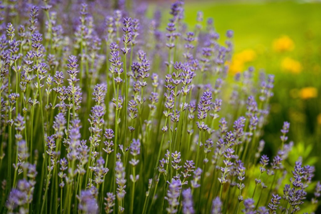 Jardim com lavanda