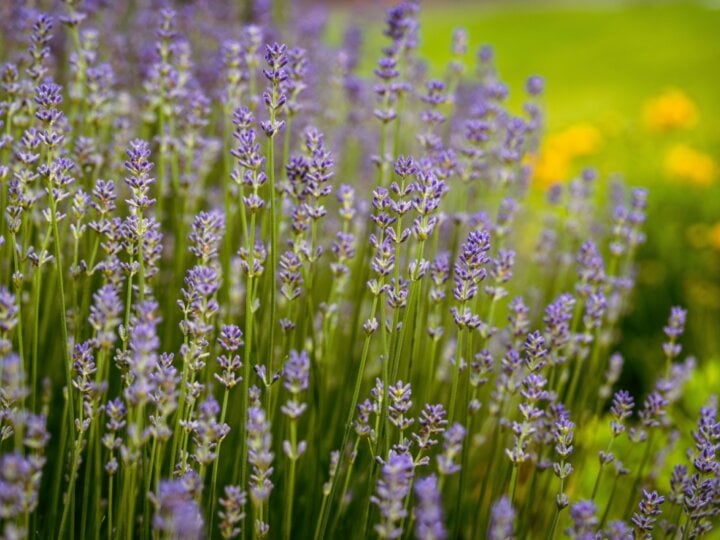 7 benefícios da planta lavanda para a saúde