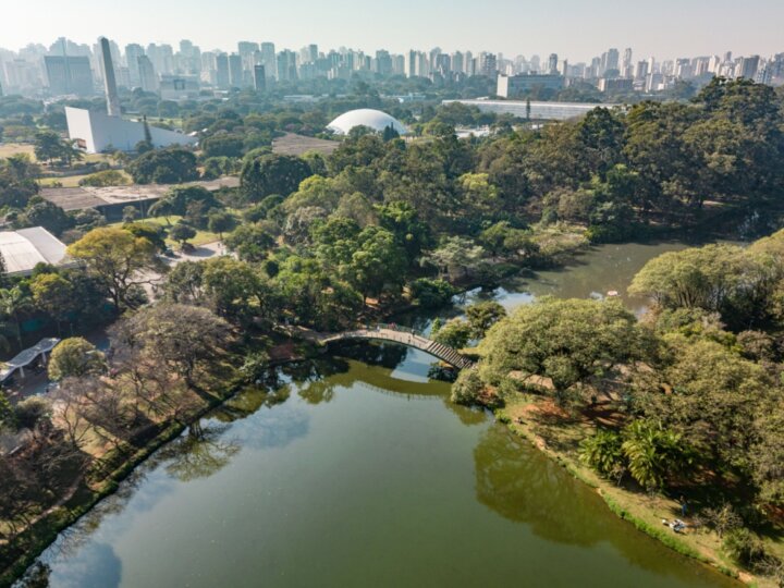 Veja como as árvores ajudam a combater o calor nas cidades