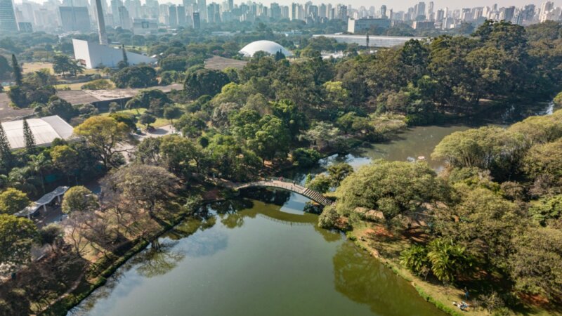 Veja como as árvores ajudam a combater o calor nas cidades