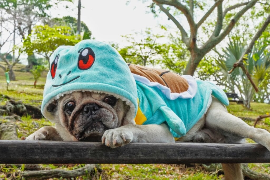 Cachorro da raça Pug com roupa do personagem Squirtle do Pokémon