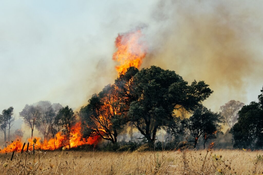 Floresta sendo destruída pelo fogo