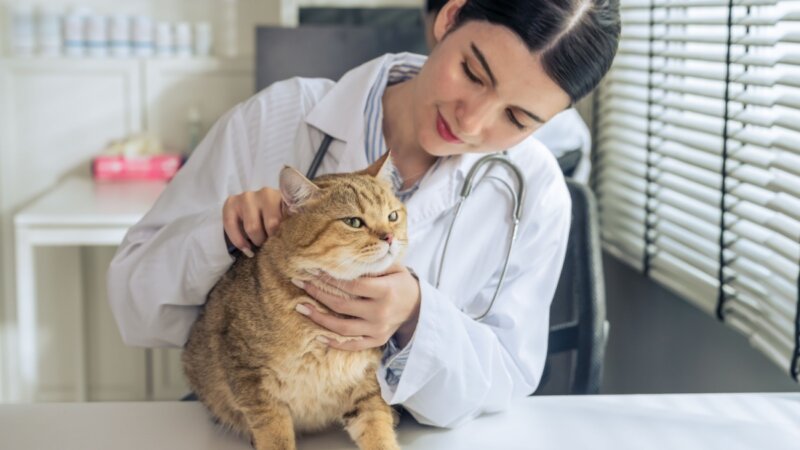 Veja os sintomas da gripe em animais de estimação