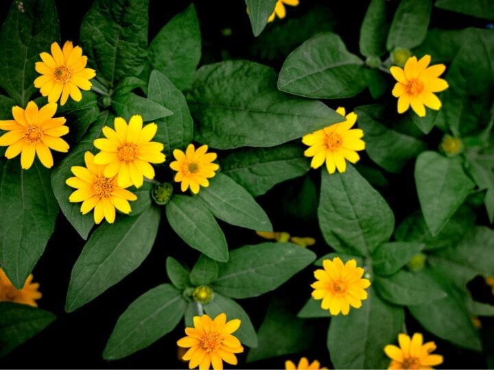 5 benefícios da erva arnica para saúde e como usá-la