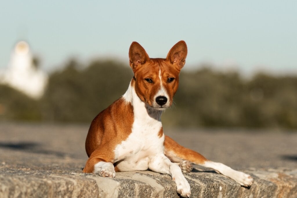 Cachorro basenji branco e caramelo deitado