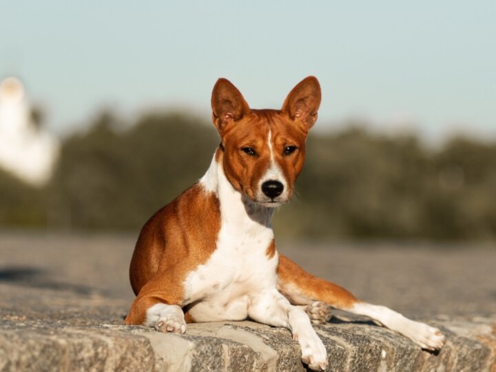 4 características do cachorro da raça basenji