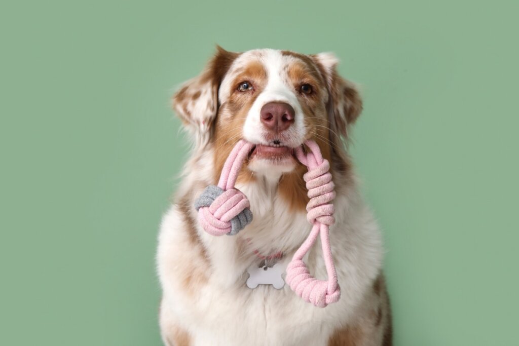 Cachorro segurando um brinquedo na boca