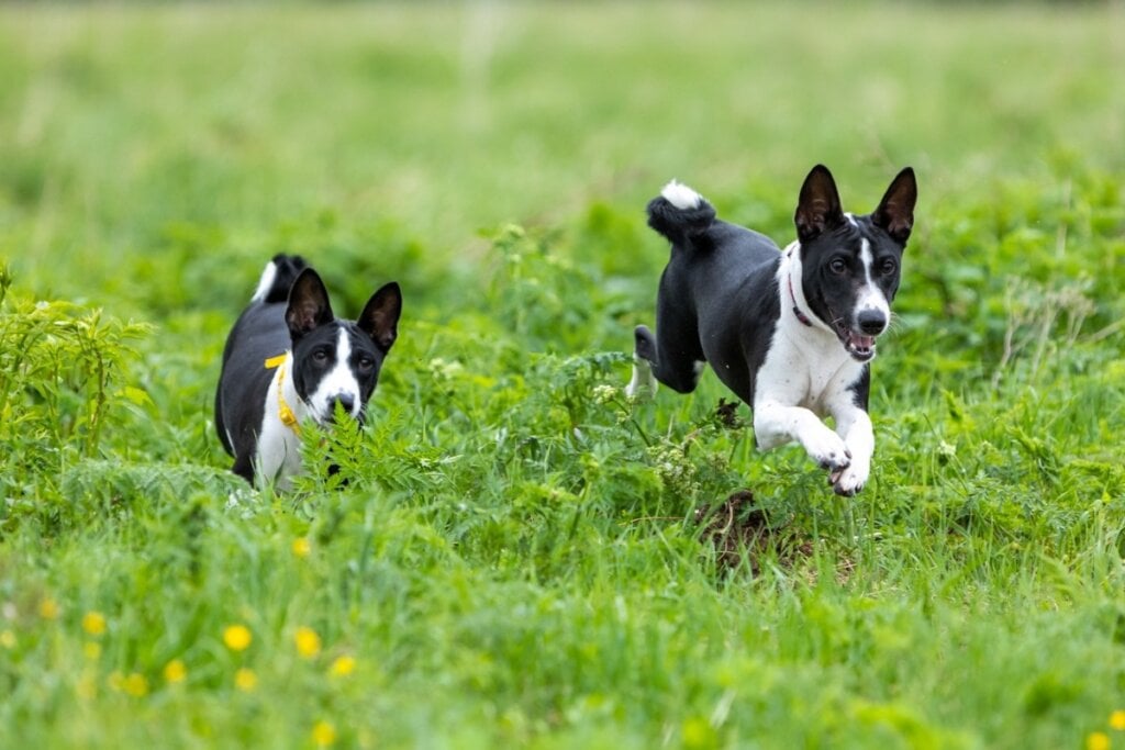 Os cachorros basenji necessitam de brincadeiras e exercícios físicos para evitar o tédio (Imagem: Glikiri | Shutterstock) 