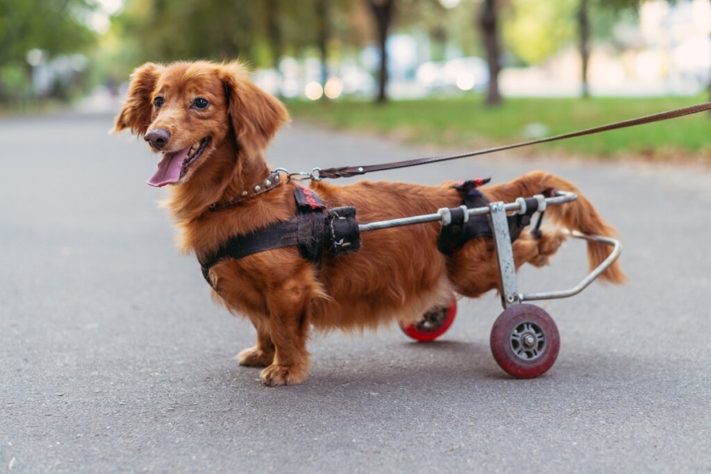 Cachorro usando uma cadeira de rodas em um parque