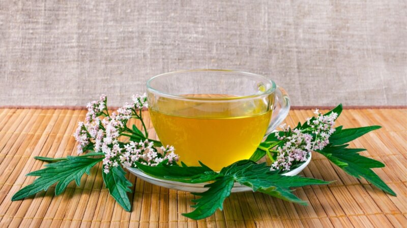 5 benefícios do chá de valeriana para saúde